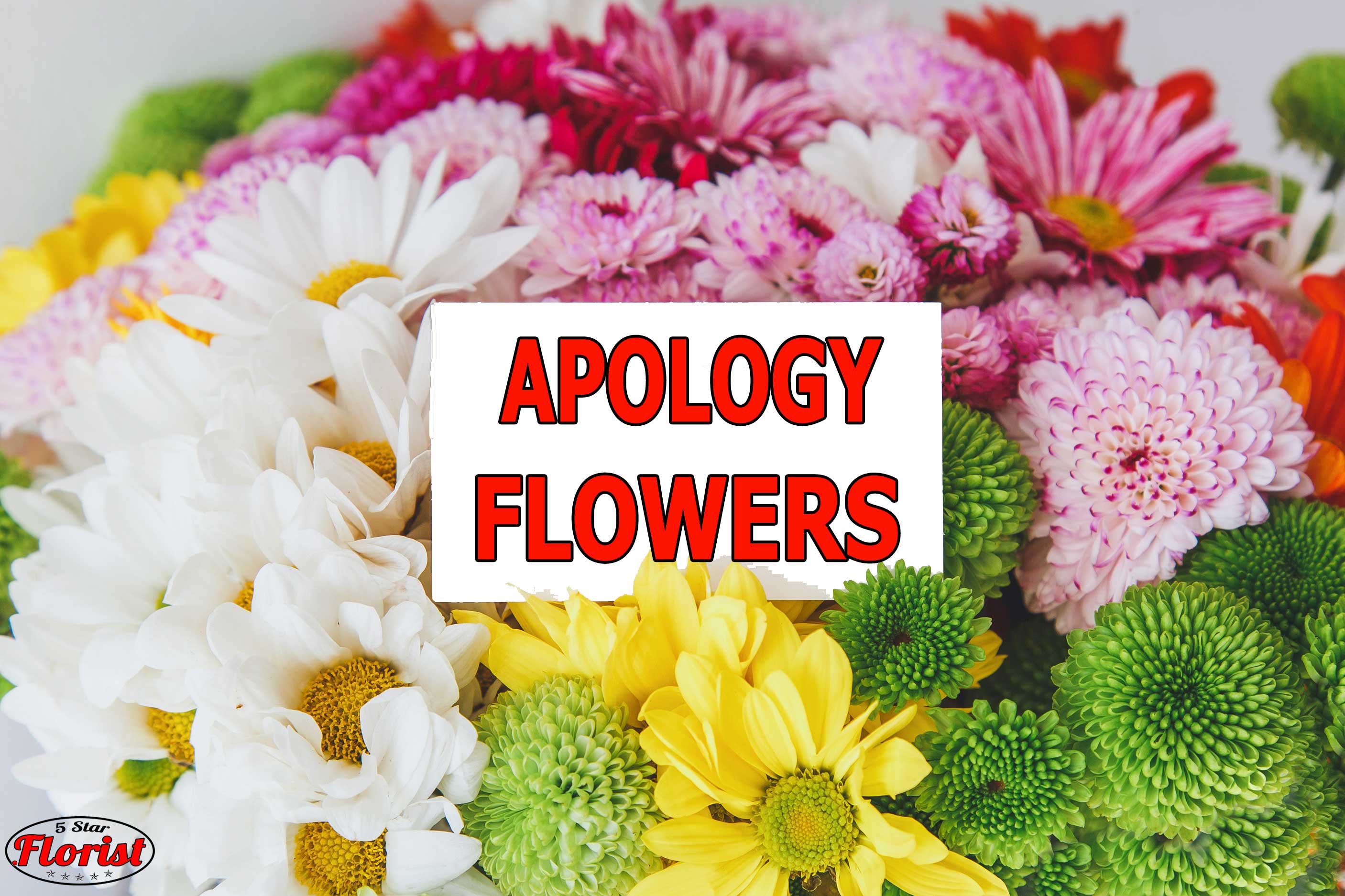 apology flowers Antelope